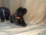 Cane Corso Puppy 7