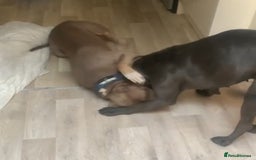 Mixed Breed dogs for sale: Caine corso/ American bully 10 weeks - Advert 17