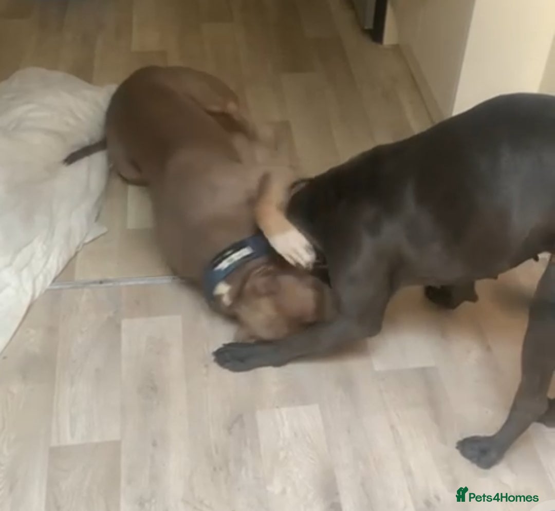 Mixed Breed dogs for sale: Caine corso/ American bully 10 weeks - Advert 17