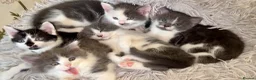 Mixed Breed cats for sale: 5 Beautiful Kittens for Sale mix of LONG - Advert 26