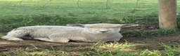 Sheep livestock for sale: White / Coloured Ryelands - Advert 3