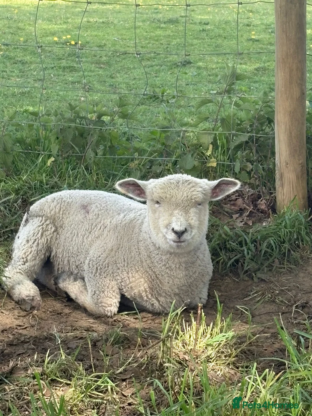 Sheep livestock for sale: White / Coloured Ryelands - Advert 3