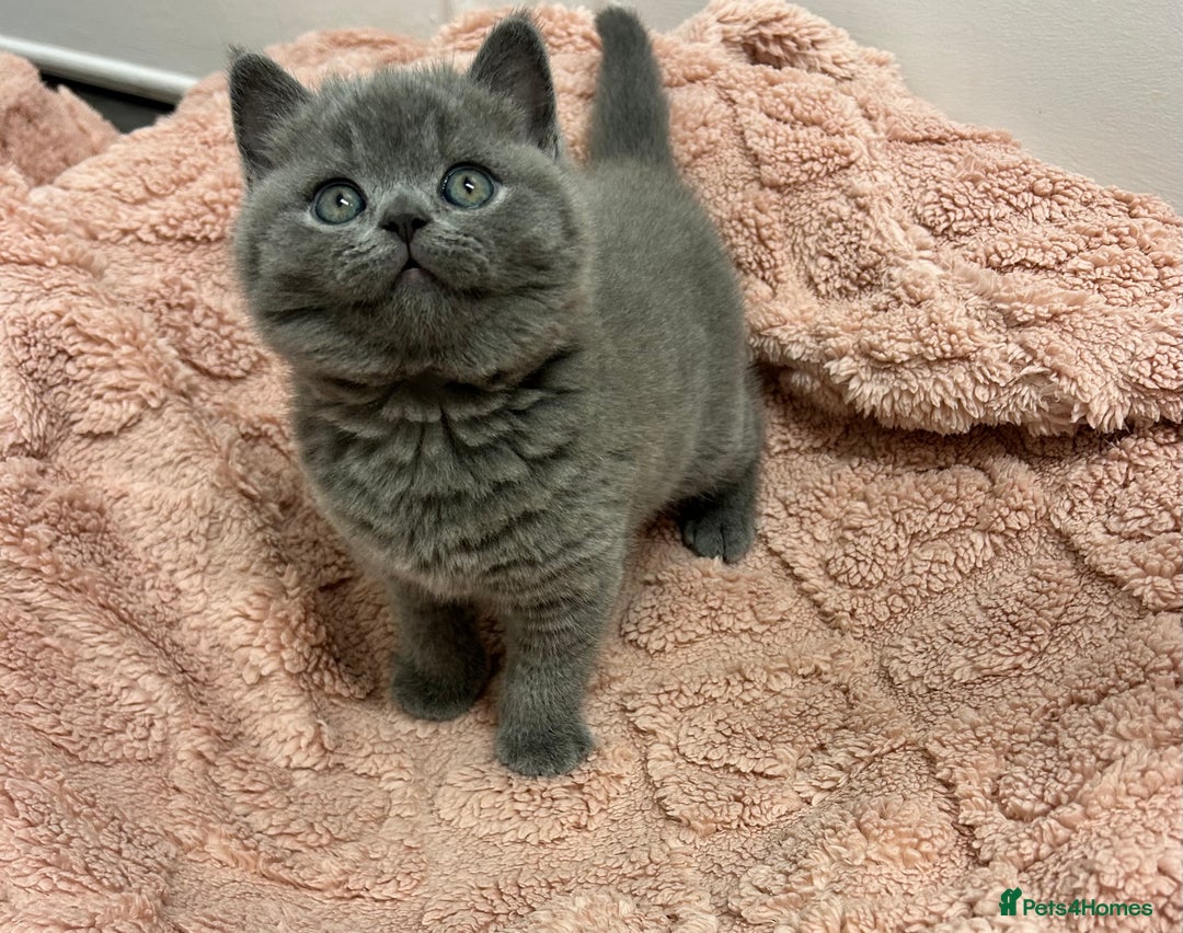 British Shorthair cats for sale: GCCF British Shorthair for Sale - Advert 16