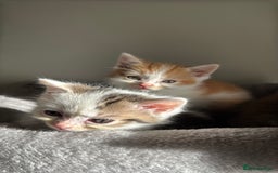 Persian cats for sale: mixed bombay and persian kittens  - Image 6