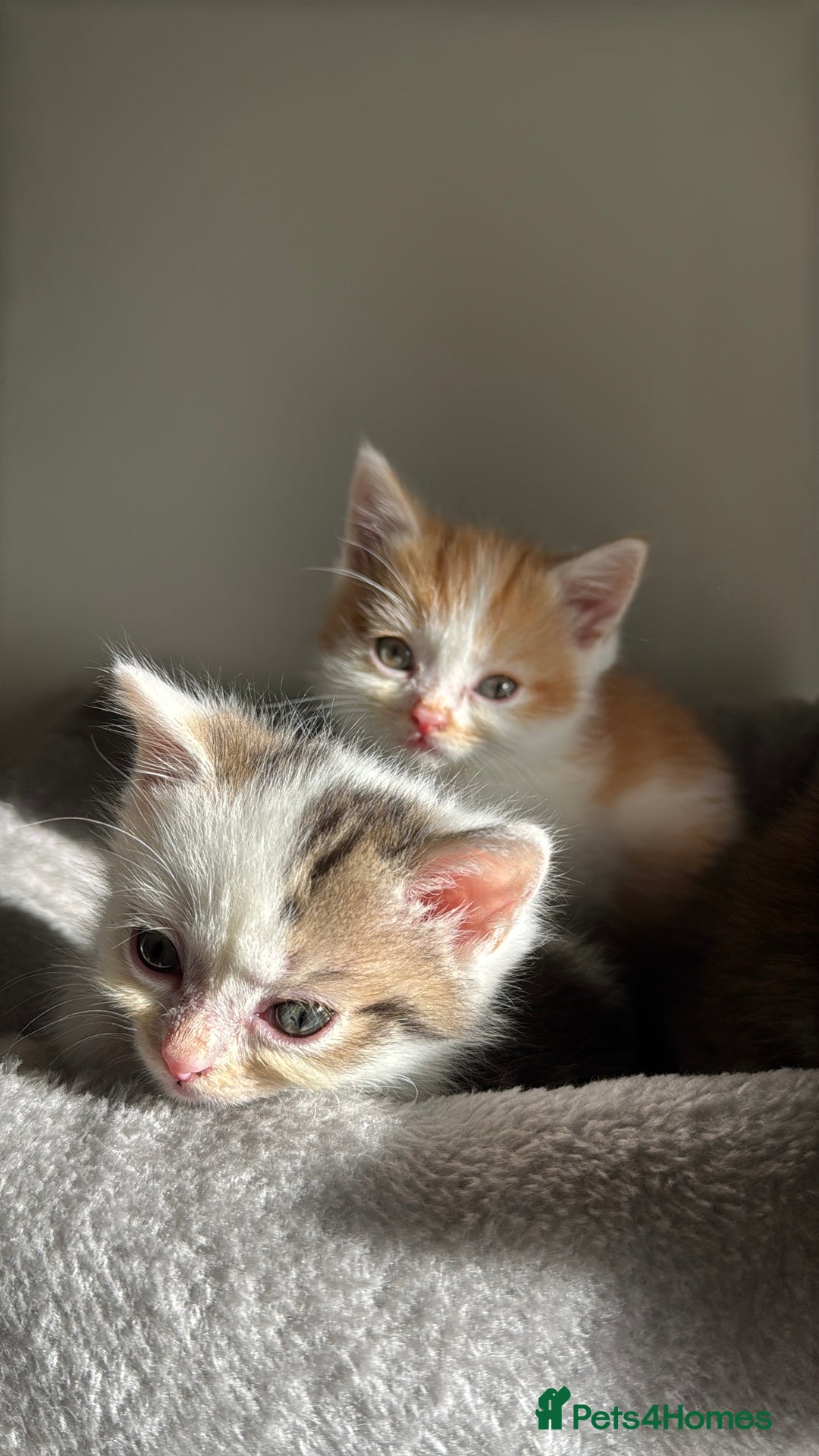 Persian cats for sale: mixed bombay and persian kittens  - Image 6