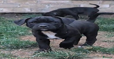 Staffordshire Bull Terrier dogs - Advert 4