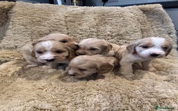 Cockapoo dogs for sale: Beautiful f1b cockapoo puppys  - Image 9