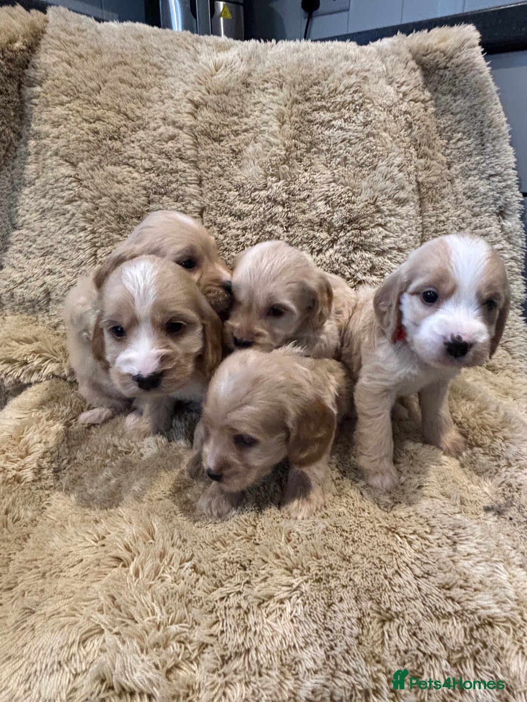 Cockapoo dogs for sale: Beautiful f1b cockapoo puppys  - Image 9
