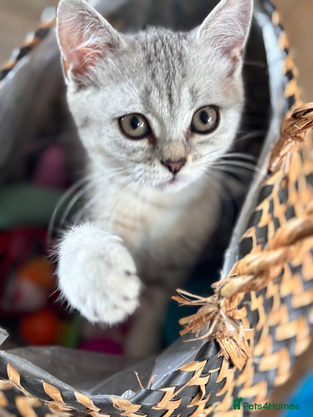 British Shorthair cats for sale: ✨LAST KITTEN LEFT✨OPEN TO OFFERS FOR RIGHT HOME✨ - Image 5