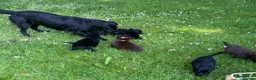 Flat coated Retriever dogs for sale: Gorgeous liver and black Flatcoat Retrievers - Advert 24