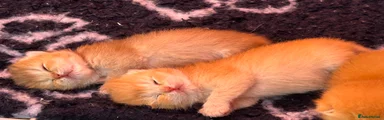 British Shorthair Kitten 2