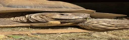 Tortoise reptiles for sale: Male Sulcata - Advert 4