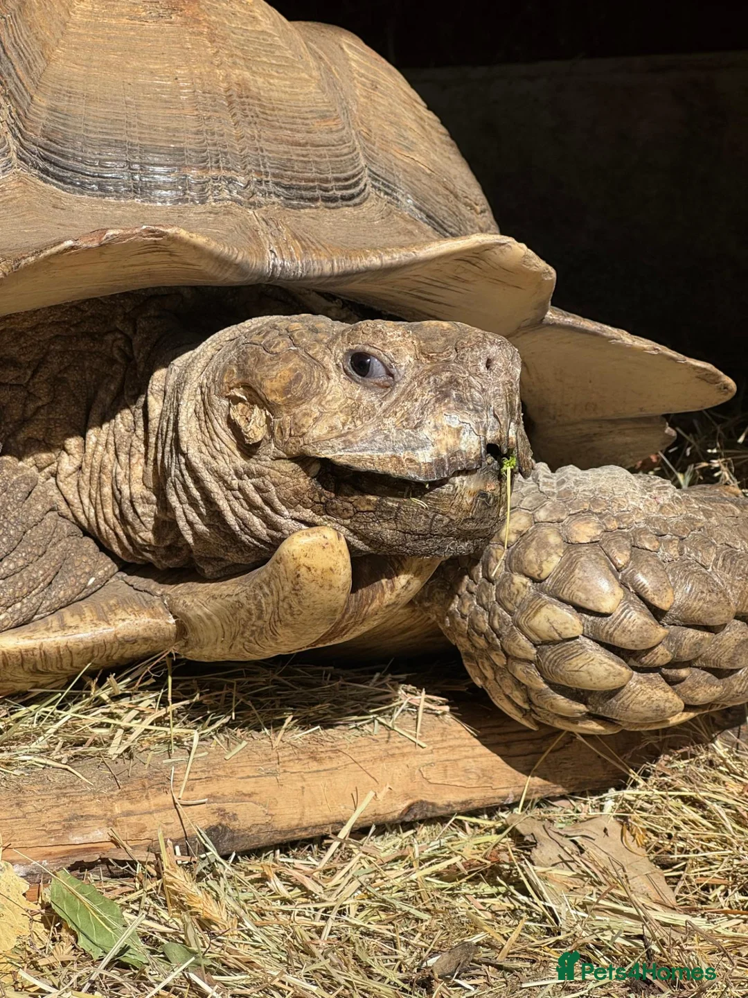 Tortoise reptiles for sale: Male Sulcata - Advert 4
