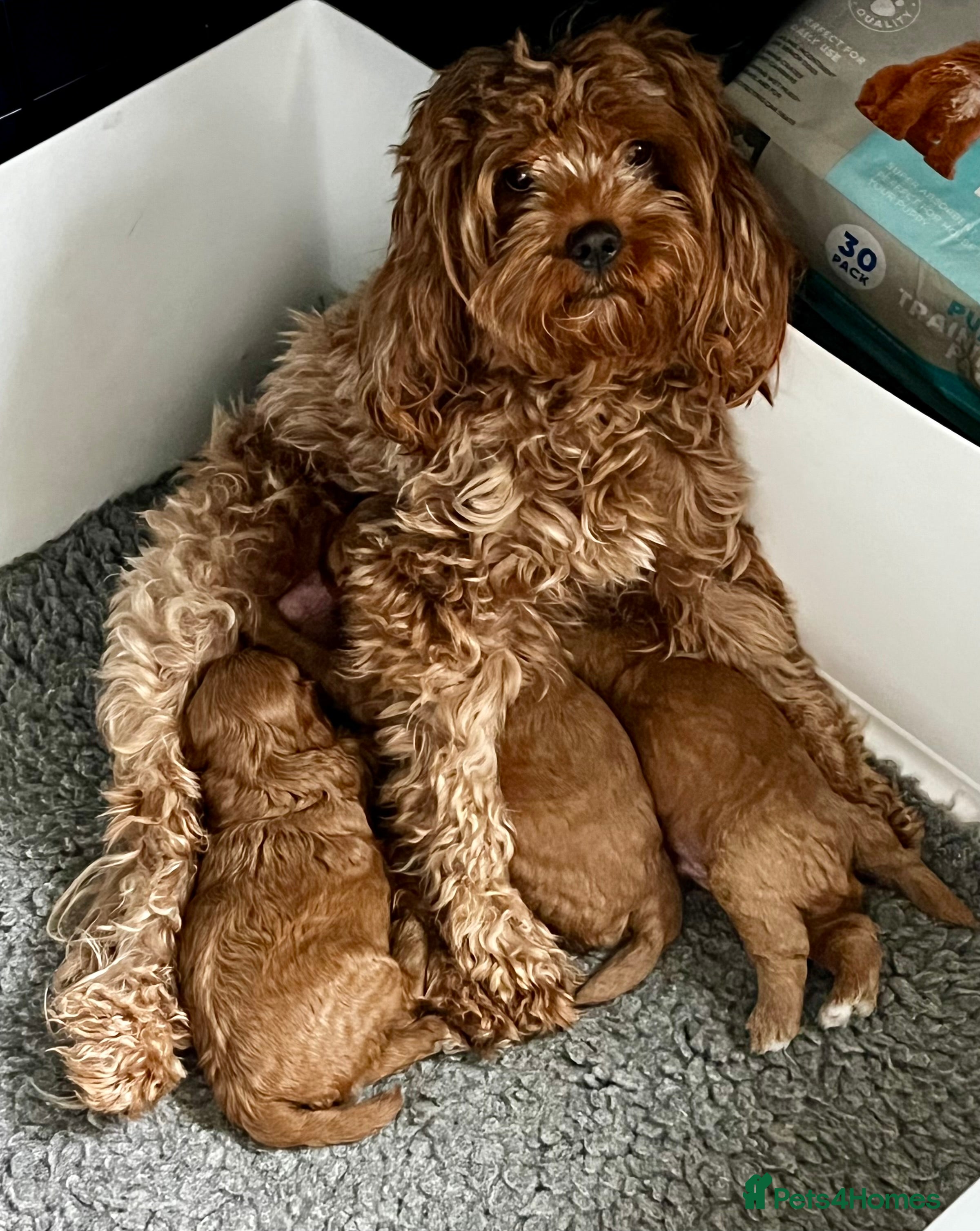 Cavapoo dogs Cavapoo F1b - Advert 1