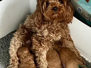 Cavapoo dogs Cavapoo F1b - Advert 1