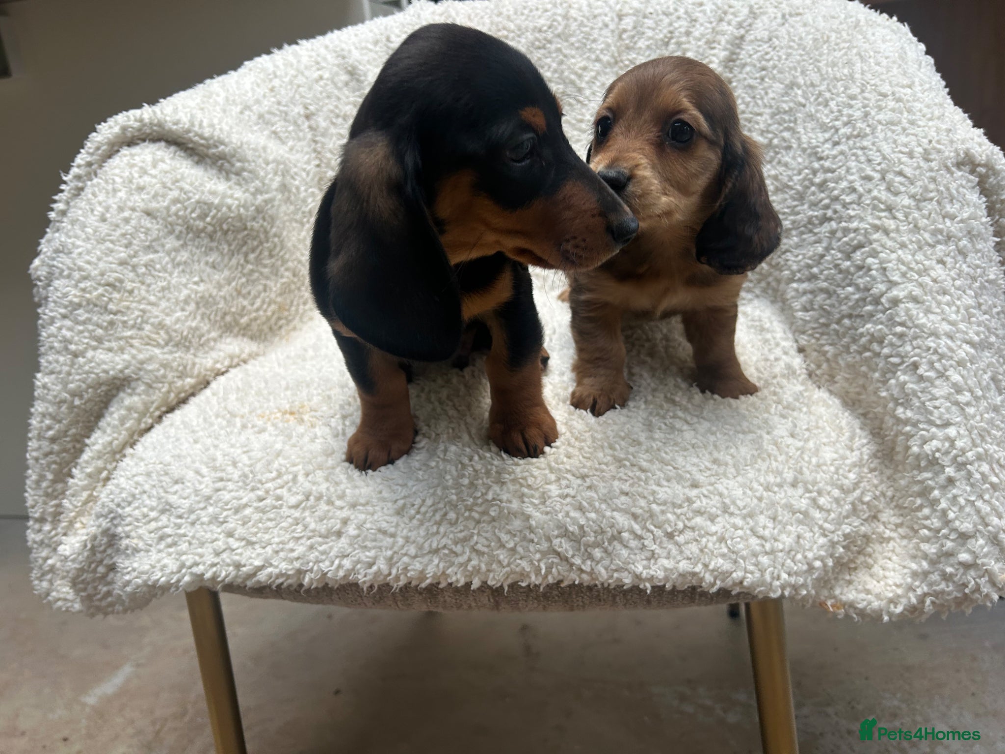 Miniature Dachshund dogs ***mini dachshunds*** - Advert 4