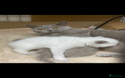 British Shorthair cats for sale: British shorthaired kittens full pedigree  - Image 6