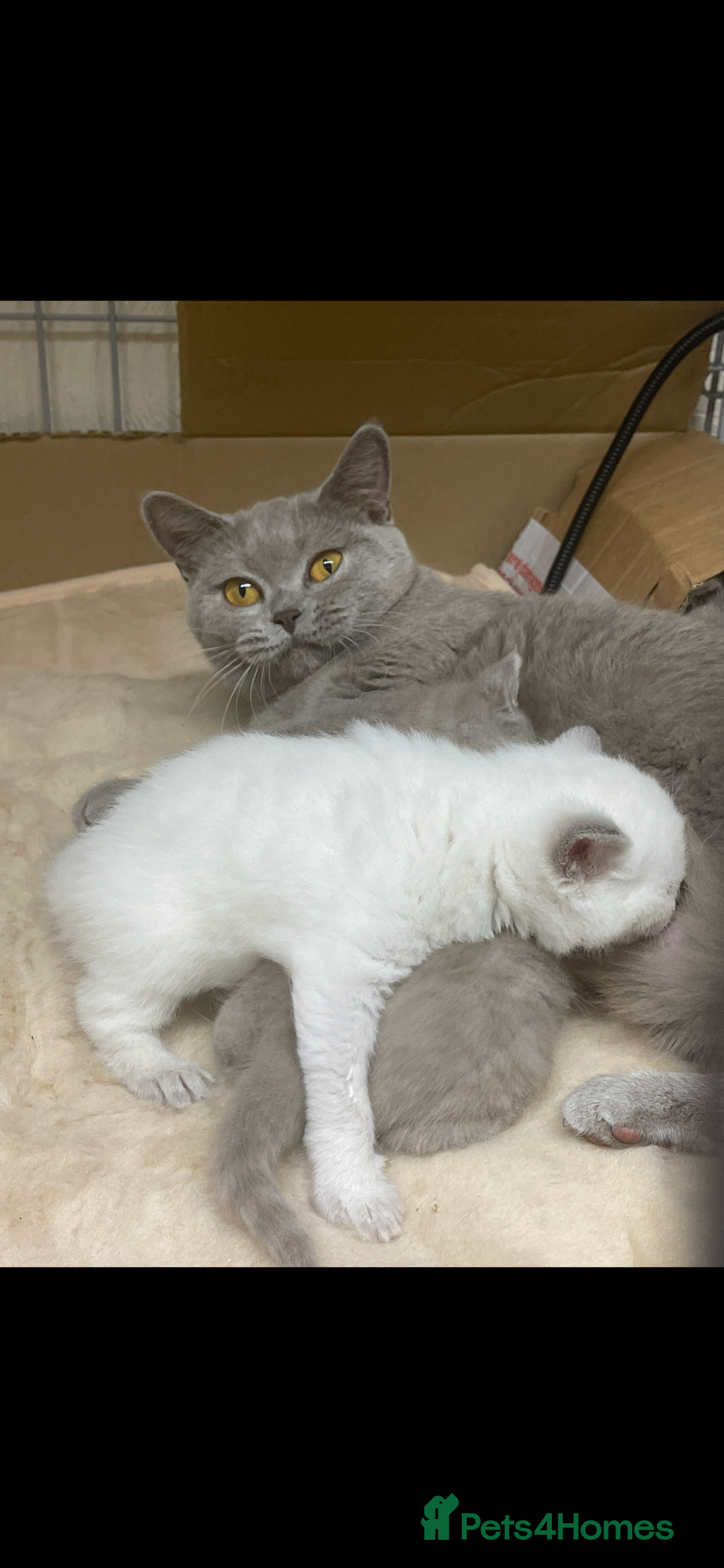 British Shorthair cats for sale: British shorthaired kittens full pedigree  - Image 6