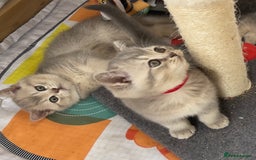 British Shorthair cats for sale: GCCF British Shorthair Kittens– Champion Lines - Image 28