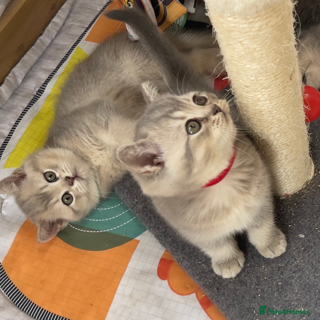 British Shorthair cats for sale: GCCF British Shorthair Kittens– Champion Lines - Image 28