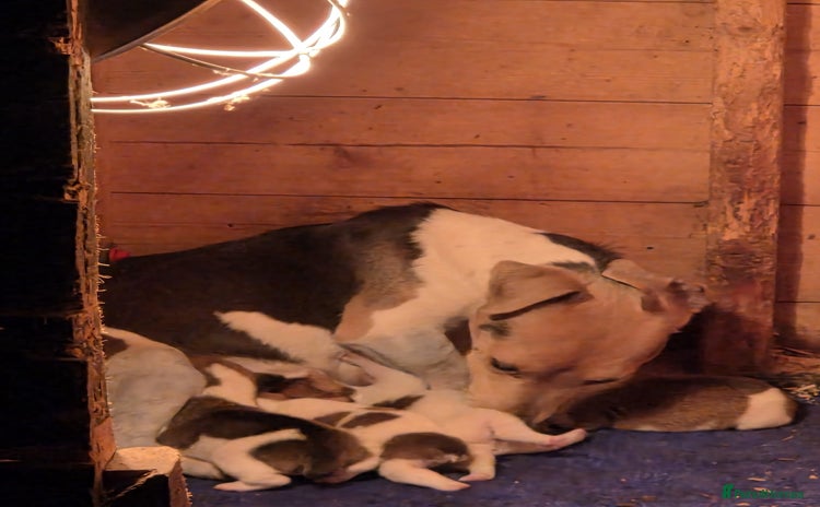 Jack Russell dogs - Advert 1