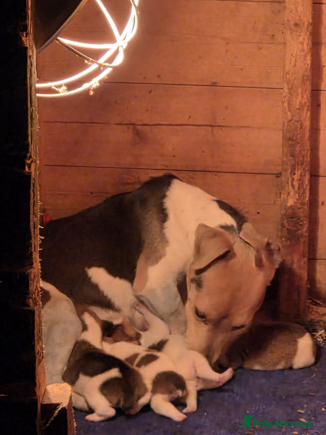Jack Russell dogs for sale: Jack Russell  - Image 1