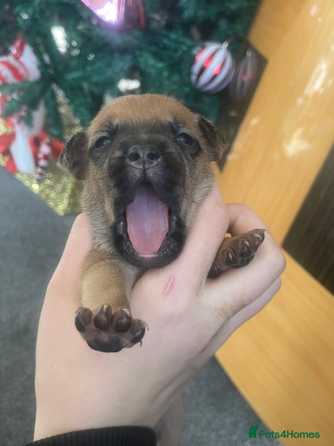 Mixed Breed dogs for sale: Bodeguero Andaluz x French Bulldog Puppies  - Advert 24