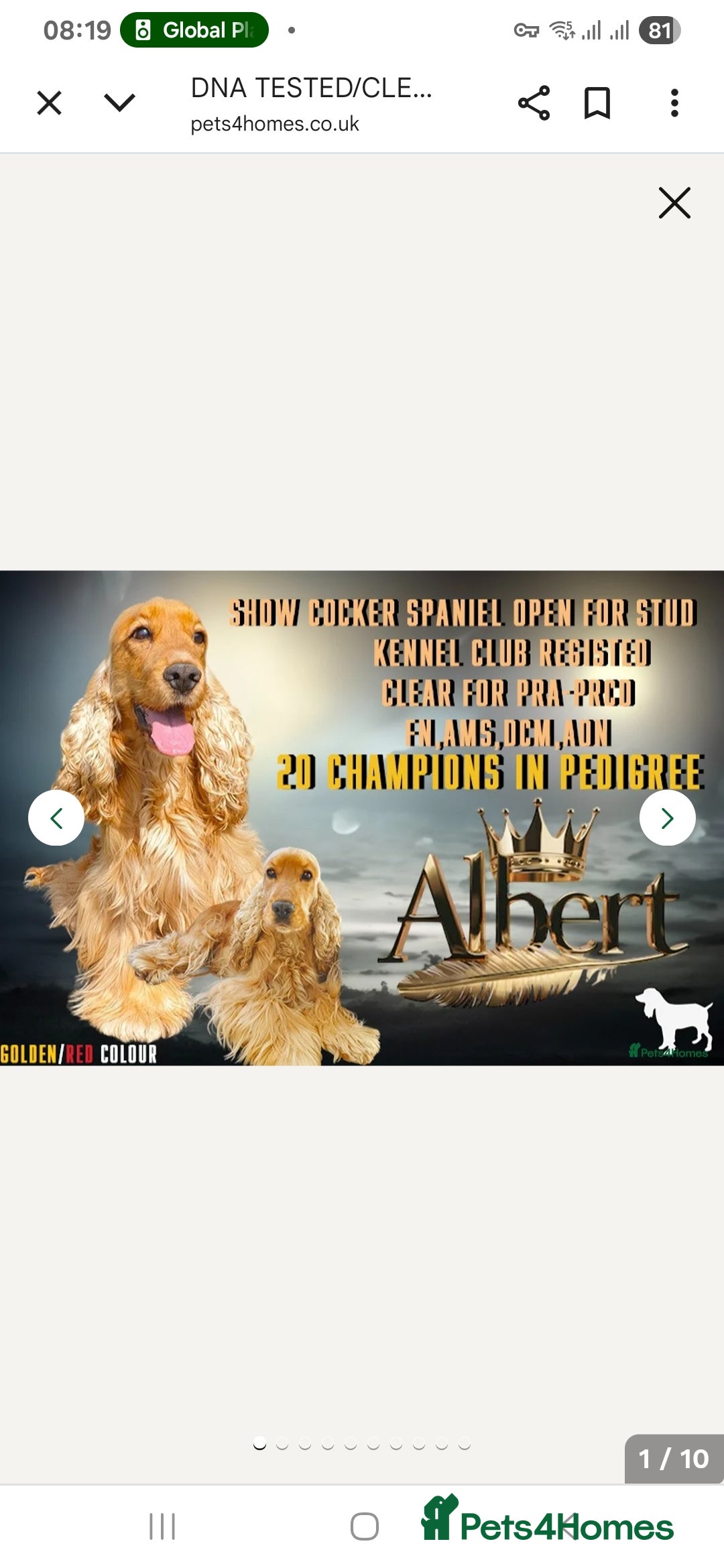 Cocker Spaniel dogs for sale: SHOW COCKER SPANIEL GOLDEN BOY/ DNA TESTED PARENTS - Image 6