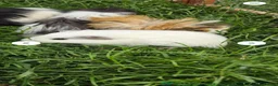 Guinea Pig rodents for sale: 2 female guinea pigs  - Advert 3