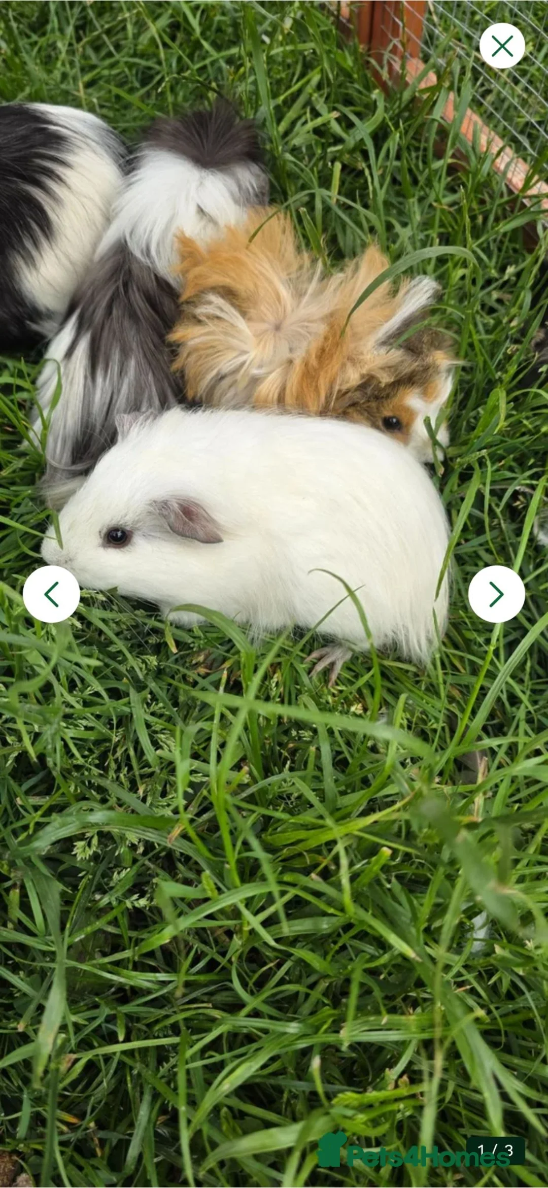 Guinea Pig rodents for sale: 2 female guinea pigs  - Advert 3