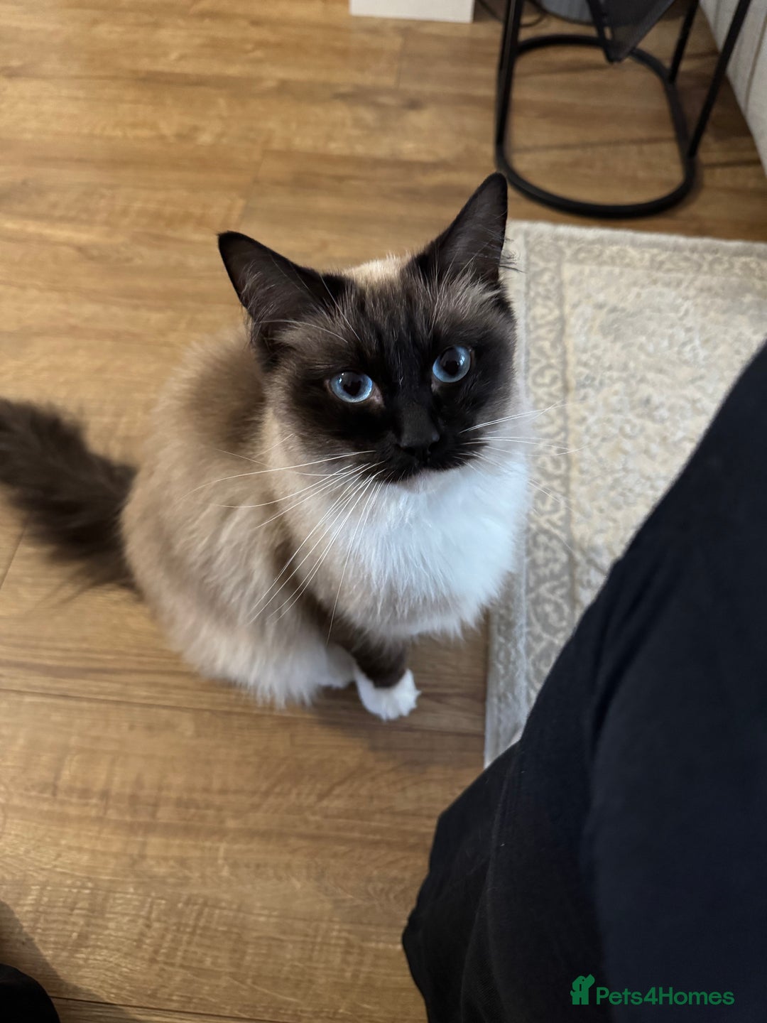 Ragdoll cats for sale: 1x male and 1x female for sale - Image 8