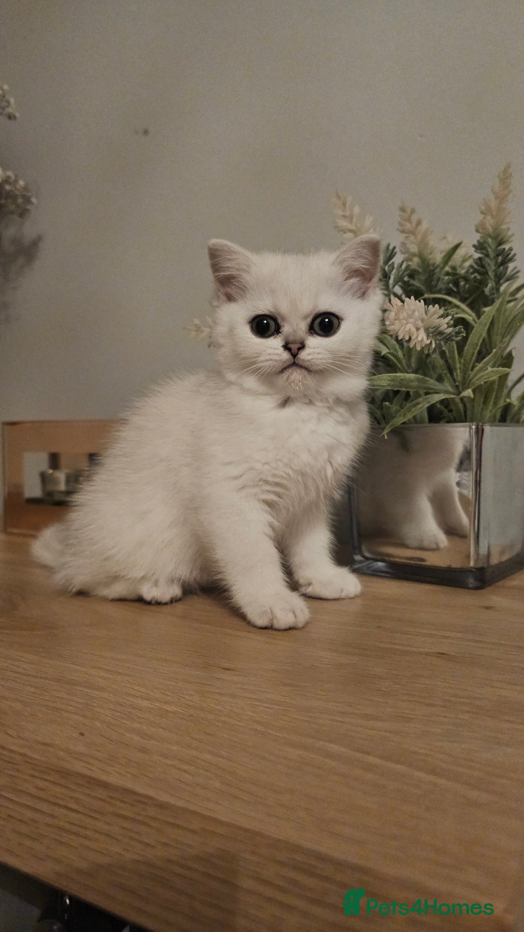 British Shorthair cats for sale: Girl british shorthair silver shadded - Advert 3