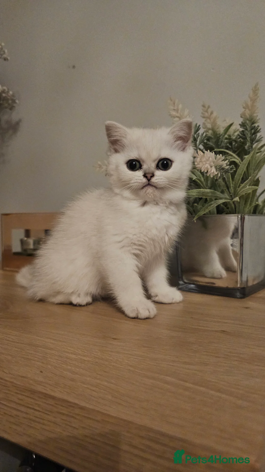 British Shorthair cats for sale: Girl british shorthair silver shadded - Advert 3