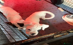 Boxer dogs for sale: Last boxer girl looking for her forever home - Image 2