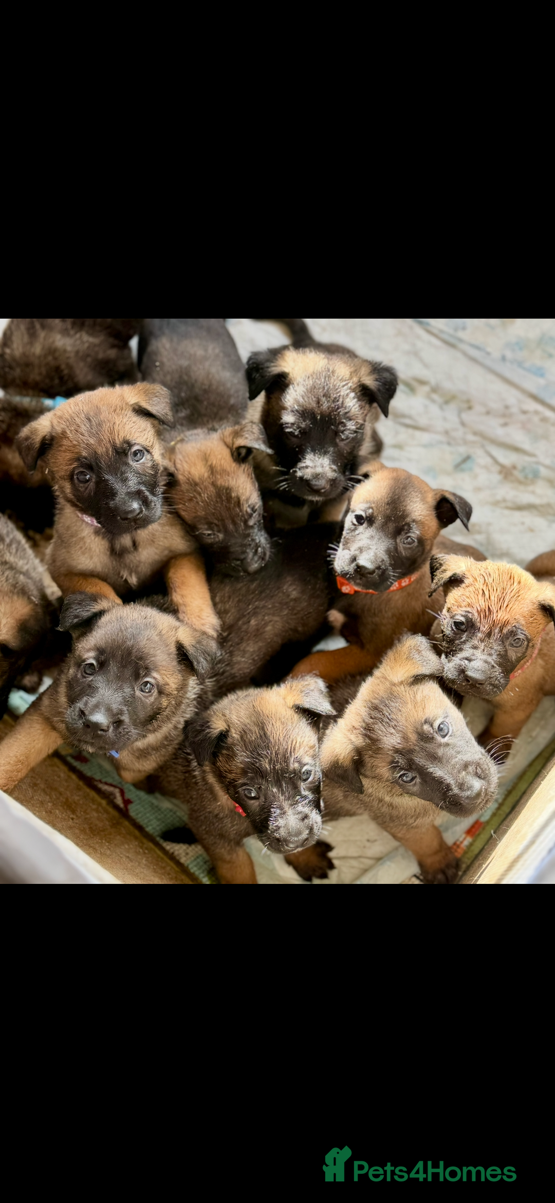 Belgian Shepherd Dog dogs for sale: Skye x Nines very last litter ever! 3B &7G  - Image 1