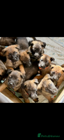Belgian Shepherd Dog dogs Skye x Nines last litter ever! Now Reduced - Advert 5