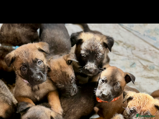 Belgian Shepherd Dog dogs - Advert 7