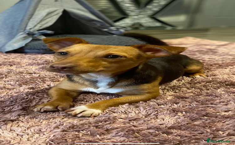 Jack Russell dogs - Advert 1