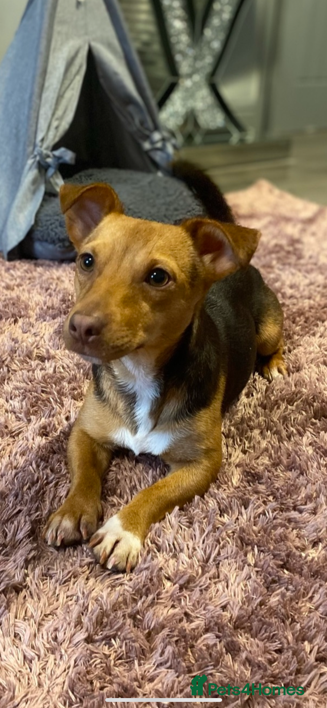 Jack Russell dogs for sale: Miniature chocolate and tan jack Russell adult  - Image 1