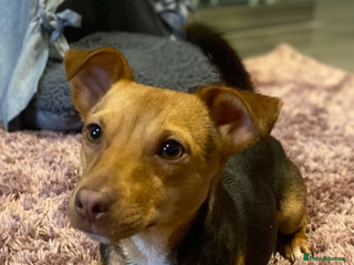 Jack Russell dogs - Advert 31