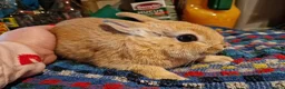 Netherland Dwarf rabbits for sale: Netherland dwarf girl  - Advert 8