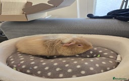 Guinea Pig rodents for sale: For Sale  - Image 3