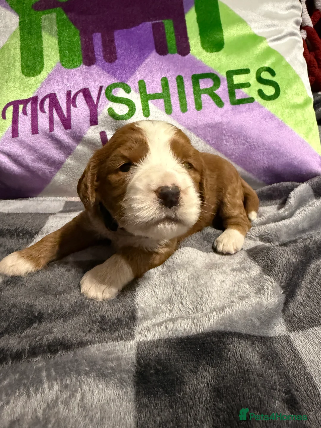 Cockapoo dogs for sale: F1 various mini cockapoos 30 dna health tested clr - Advert 13