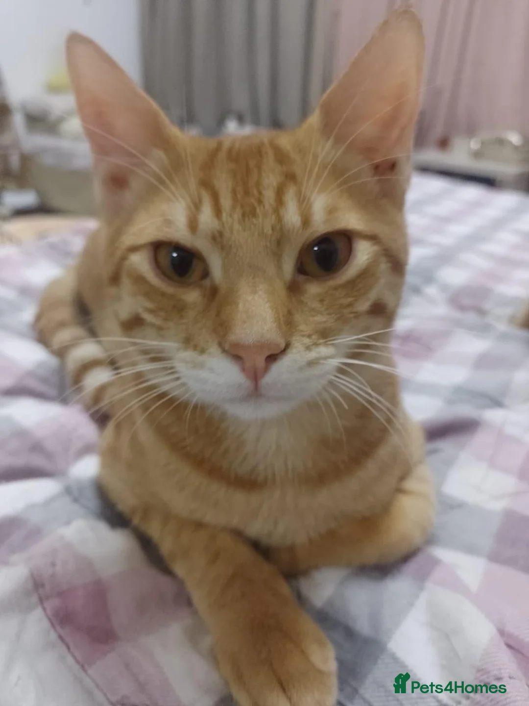 Mixed Breed cats for adoption: MISH - INTELLIGENT VERY AFFECTIONATE BOY NEUTERED  - Advert 2