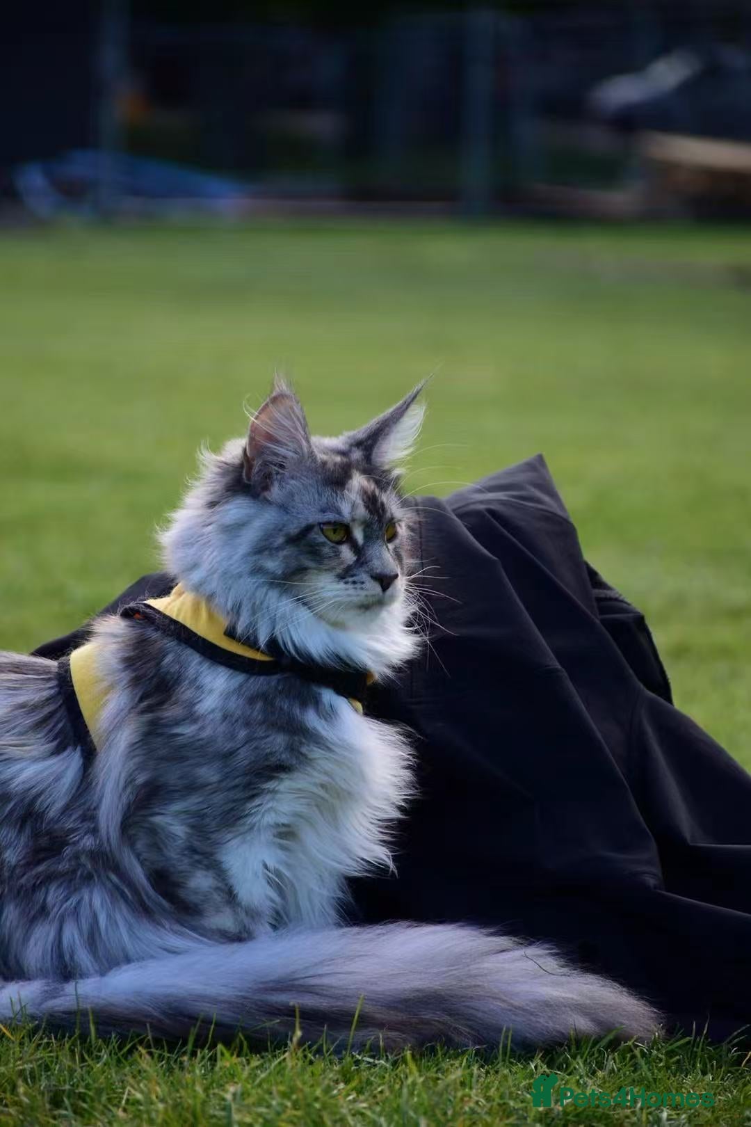 Maine Coon cats for sale: Beautiful Tica Registered Maine Coon Female  - Advert 4