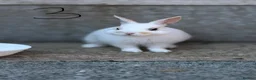Netherland Dwarf rabbits for sale: 3 Netherland Dwarf Rabbits 🐰 - Advert 10