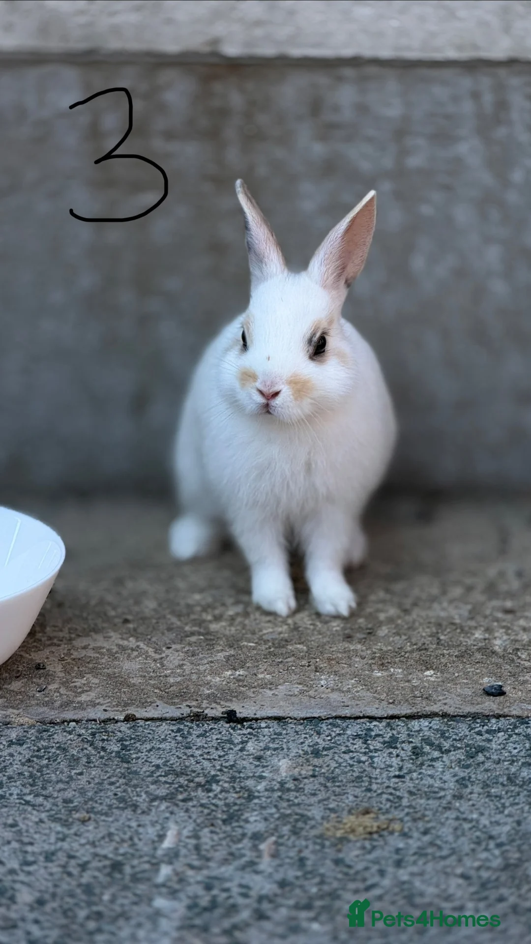 Netherland Dwarf rabbits for sale:  2 Netherland Dwarf Rabbits 🐰 - Advert 6