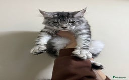 Maine Coon cats for sale: Pure maine coon - Image 36