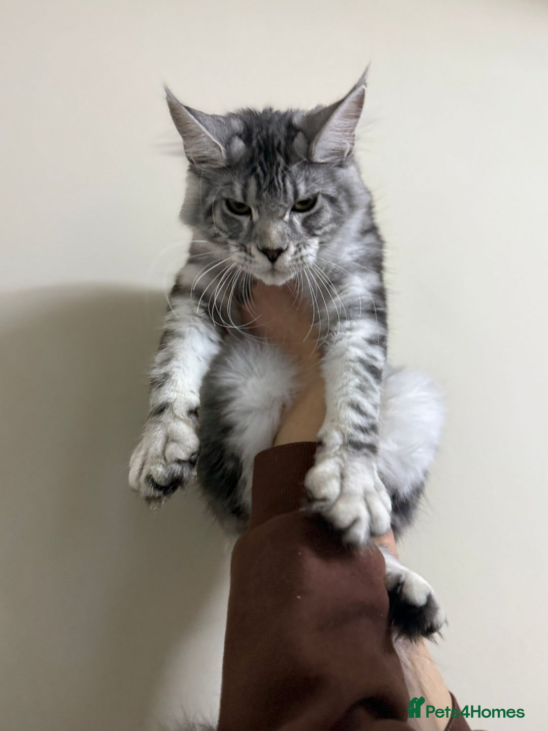 Maine Coon cats for sale: Pure maine coon - Image 36