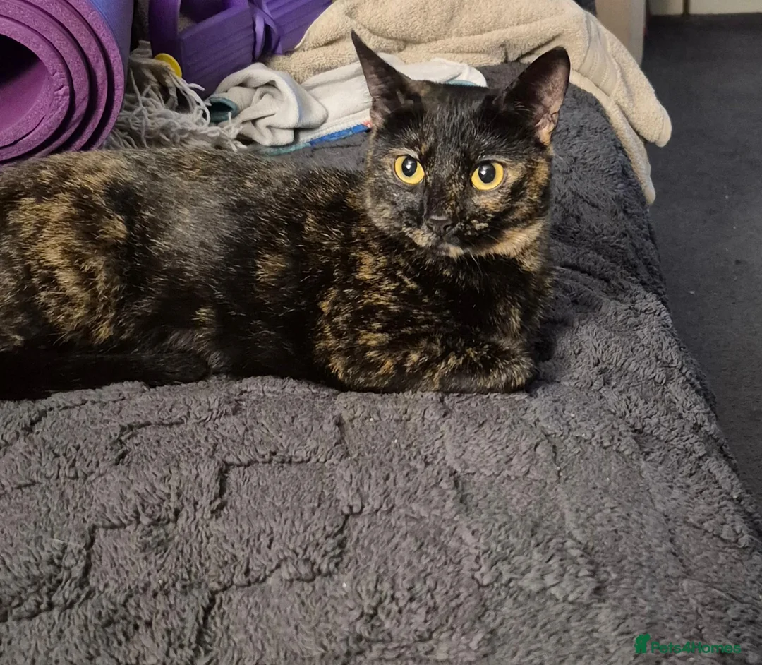 British Shorthair cats for sale: Looking to rehome my female - Advert 1